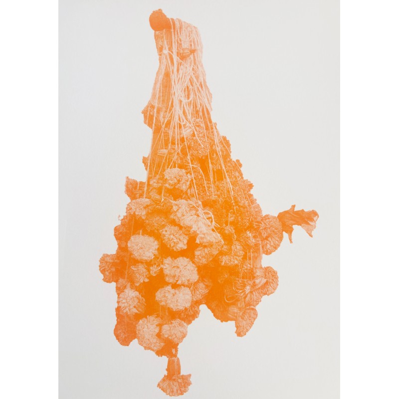 Marigold in melon, 2025 Marigold in melon, 2025