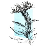 Cornflower, 2020