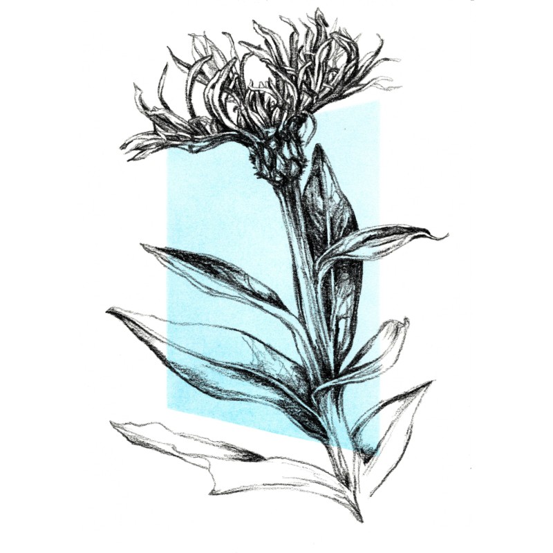 Cornflower, 2020