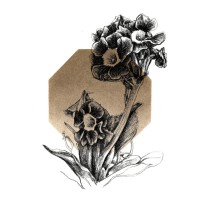 Geranium, 2020