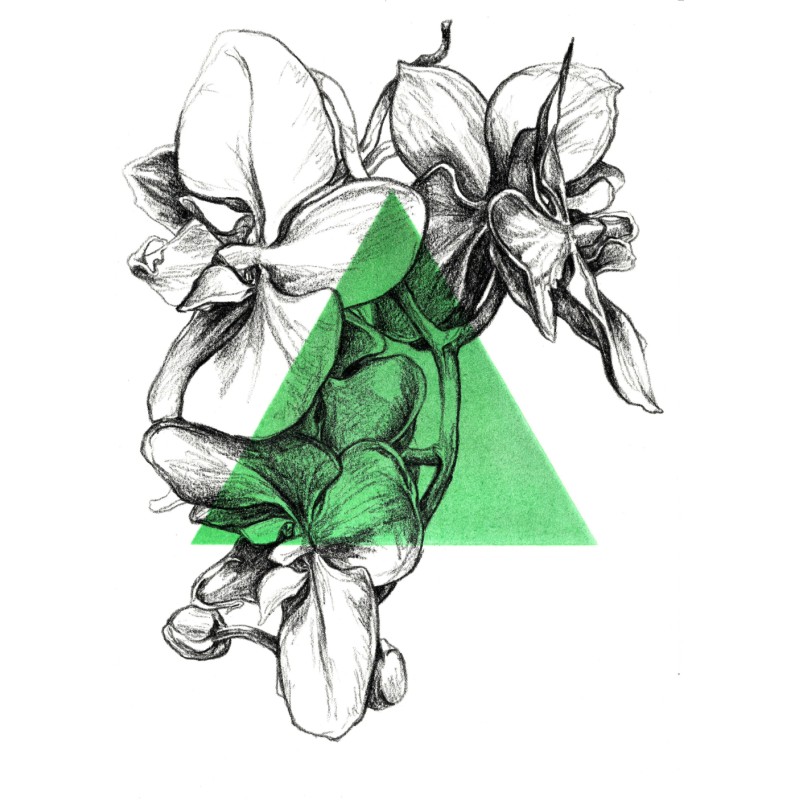 Orchids, 2020