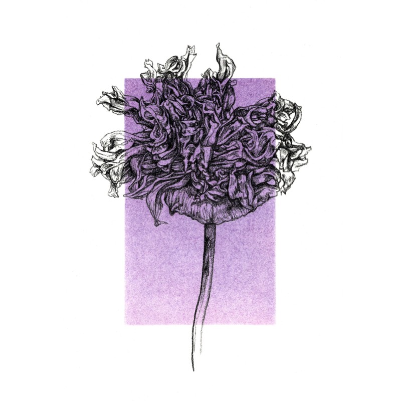 Opium Poppy, 2020 Opium Poppy, 2020