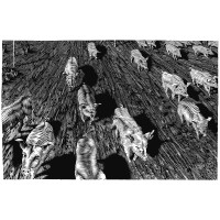 PIGS. 2006