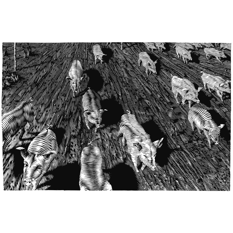 PIGS. 2006