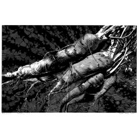 CARROTS, 2018
